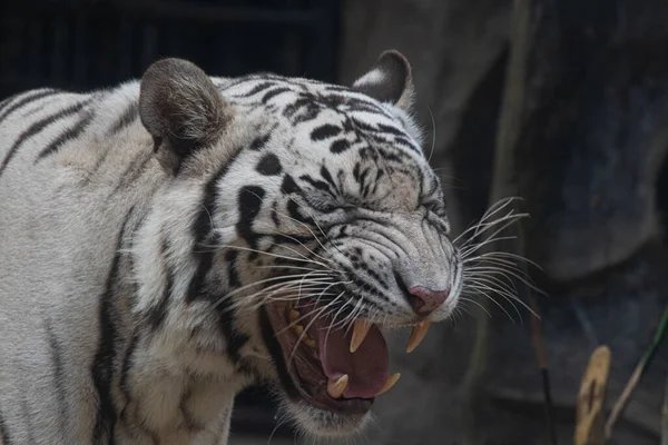 Funny Pose White Tiger Yawning — 图库照片