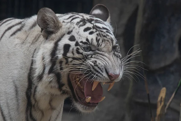 Funny Pose White Tiger Yawning — 图库照片