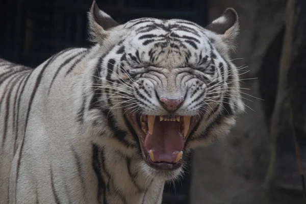 Funny Pose White Tiger Yawning — Stock Photo, Image
