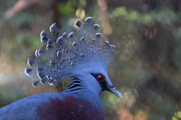 靠近蓝鸽 维多利亚皇冠鸽 — 图库照片