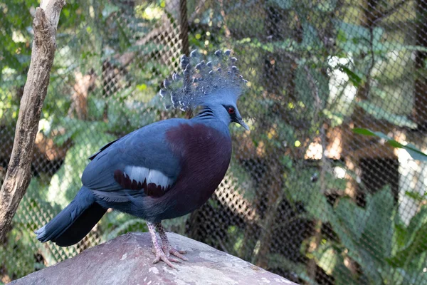 Großaufnahme Blaue Taube Viktorianische Gekrönte Taube — Stockfoto