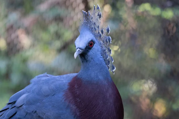 Großaufnahme Blaue Taube Viktorianische Gekrönte Taube — Stockfoto