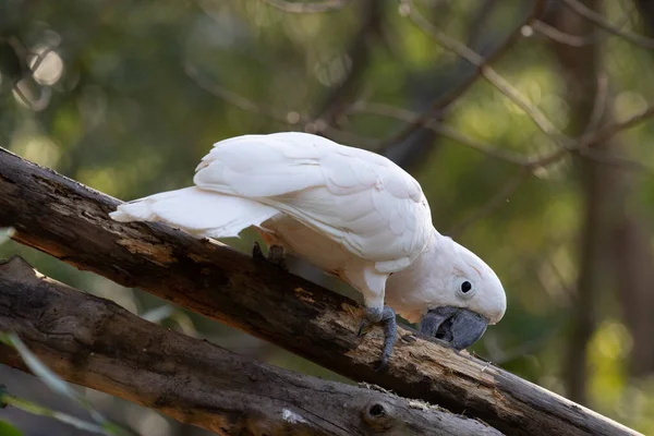 Cerca Lindo Pájaro Blanco Cacatúa — Foto de Stock