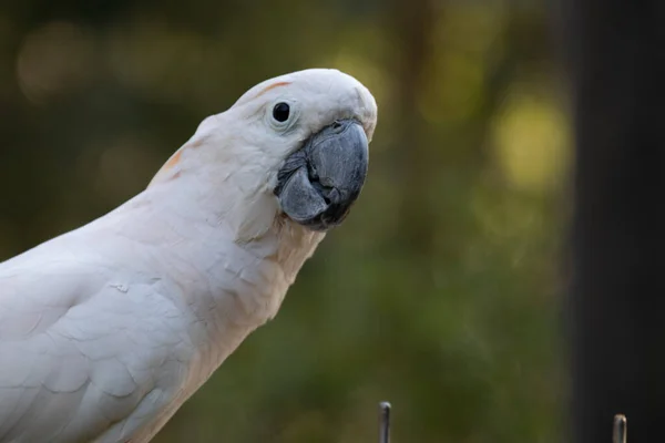 Zamknij Się Cute Biały Ptak Kakadu — Zdjęcie stockowe