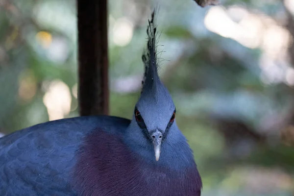 Großaufnahme Blaue Taube Viktorianische Gekrönte Taube — Stockfoto