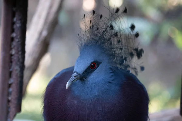 Großaufnahme Blaue Taube Viktorianische Gekrönte Taube — Stockfoto