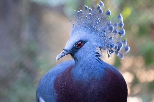 Paloma Azul Paloma Coronada Victoriana — Foto de Stock