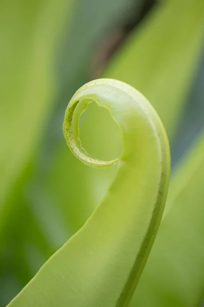Budding Taze Eğreltiotu Yaprağını Kapat