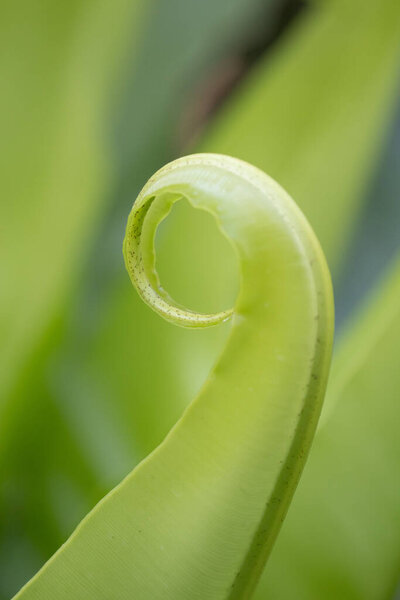 Close Budding Fresh Fern Leaf — Stock Photo, Image