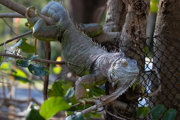 Zavřít Green Iguana Stromě — Stock fotografie