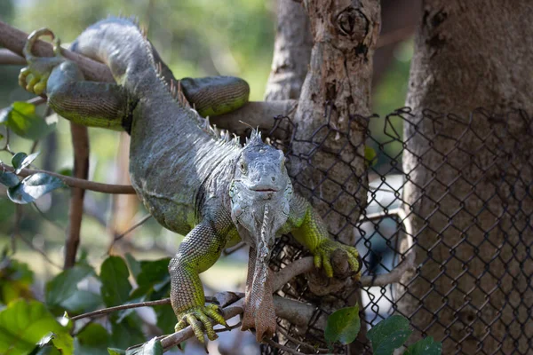 Fermer Iguana Verte Sur Arbre — Photo