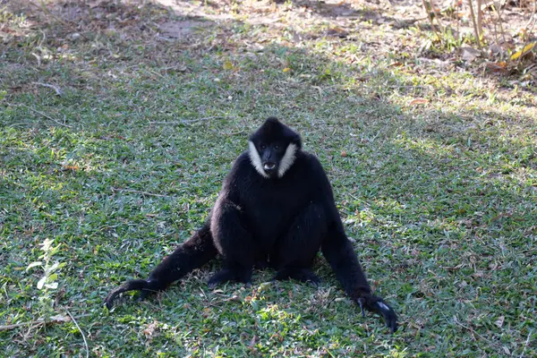 White Cheek Black Gibbon Green Grass — стоковое фото