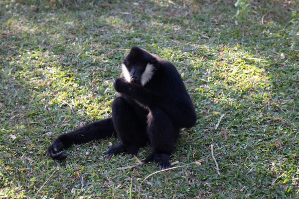 Λευκό Cheek Μαύρο Gibbon Στο Πράσινο Γρασίδι — Φωτογραφία Αρχείου