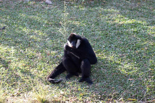 White Cheek Black Gibbon Green Grass — стокове фото