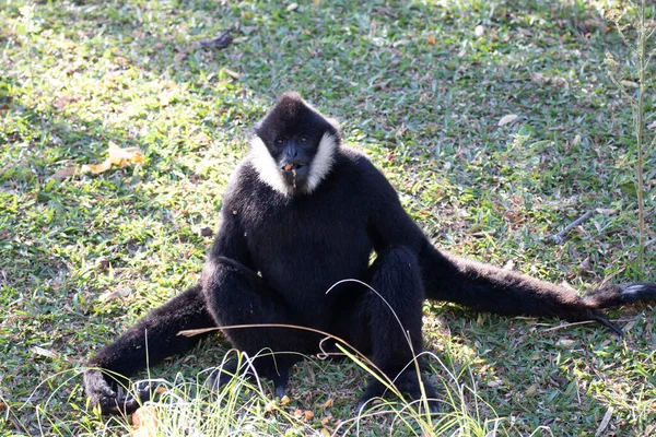 Λευκό Cheek Μαύρο Gibbon Στο Πράσινο Γρασίδι — Φωτογραφία Αρχείου