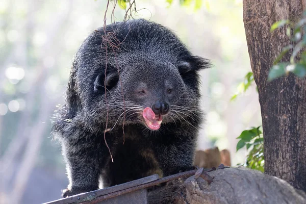 Gros Plan Binturong Moelleux Mignon Chat Ours — Photo