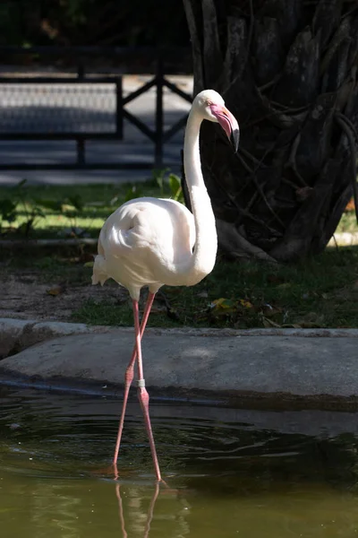 Flamingo Kuşu Gölün Kenarında Duruyor — Stok fotoğraf