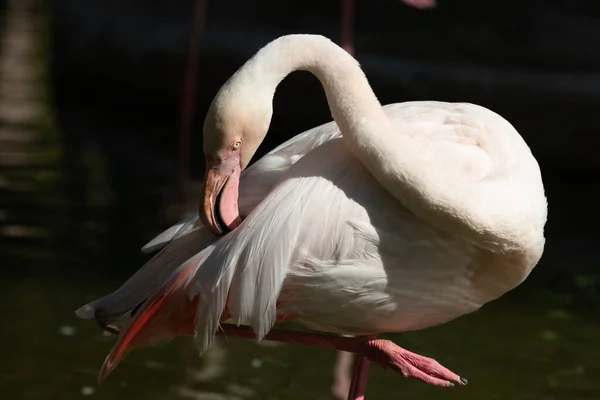 Elegáns Póz Egy Fehér Flamingó Madár — Stock Fotó