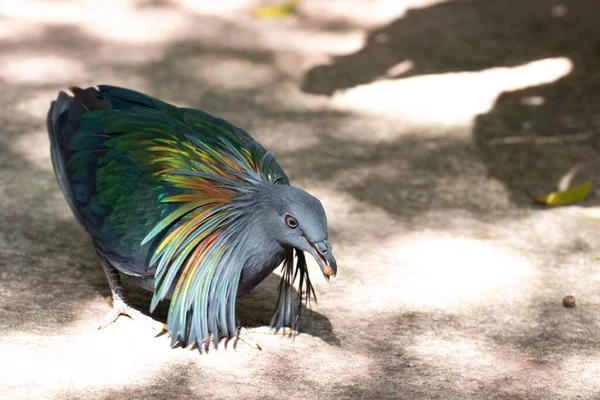 Close Nicobar Pigeon Nicobar Dove — Stock fotografie