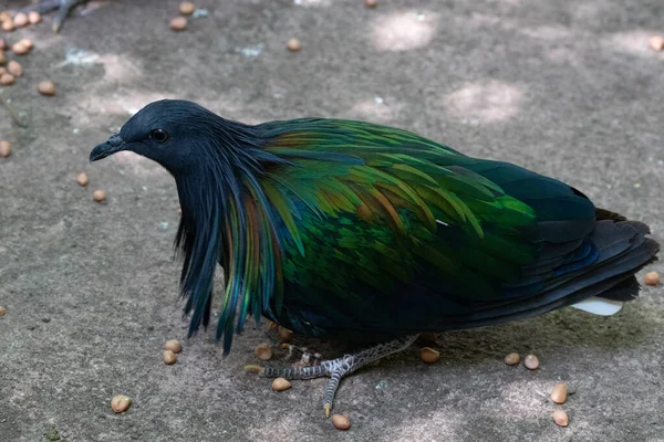 Close Nicobar Pigeon Nicobar Dove — стокове фото