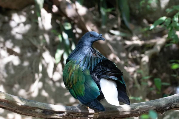 Close Colorful Bird Emerald Bird Chalcophaps Indica Green Wing Grey — Stock Photo, Image