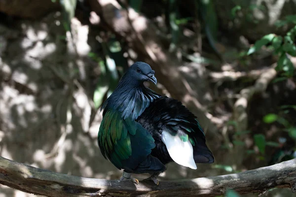 Primer Plano Pájaro Colorido Pájaro Esmeralda Chalcophaps Indica Ala Verde —  Fotos de Stock