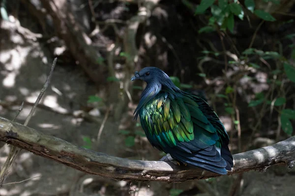 Gros Plan Oiseau Coloré Oiseau Émeraude Chalcopagara Indica Aile Verte — Photo
