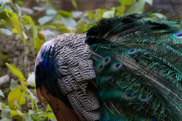 Close Kleurrijke Textuur Patroon Van Mooie Peacock — Stockfoto