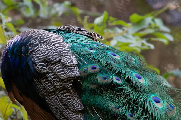 Close Colorful Texture Pattern Beautiful Peacock — Stock Photo, Image