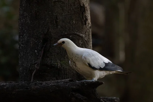 Närbild White Pied Imperial Pigeon — Stockfoto