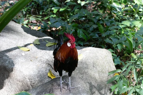 Close Beautiful Red Junglefowl Gallus Gallus — Stock Photo, Image