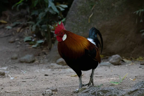 Chiudere Bella Giungla Rossa Gallus Gallus — Foto Stock