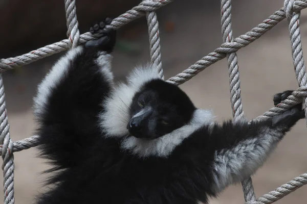 Siyah-beyaz yakutlu lemurun örülmüş ağda dinlenirken komik duruşu