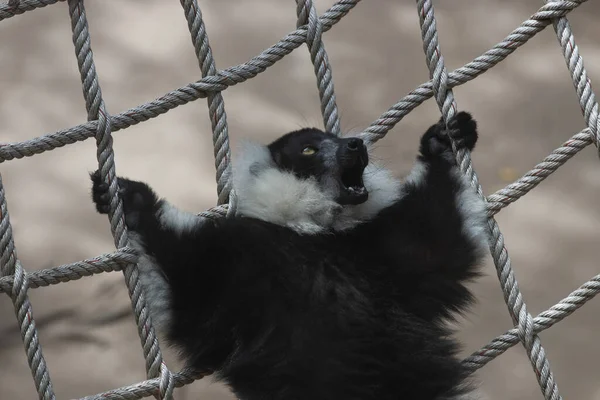 黑白相间的毛茸茸的狐猴躺在织网上的滑稽姿势 — 图库照片