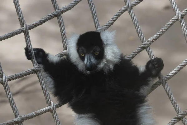 Siyah-beyaz yakutlu lemurun örülmüş ağda dinlenirken komik duruşu