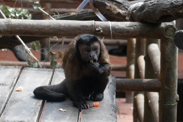 Close Funny Capuchin Monkey — Stock Fotó