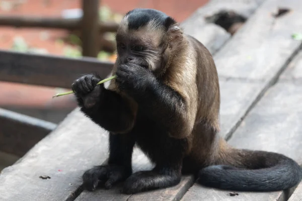 Close Macaco Capuchinho Engraçado — Fotografia de Stock