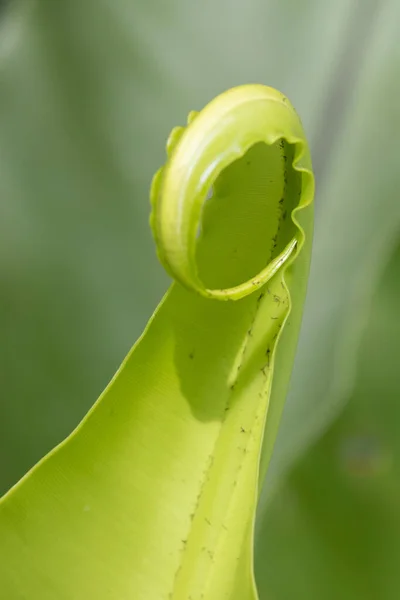 Beauty Nature Curve Fresh Budding Fern Leaf Showing Detail Texture — Stockfoto