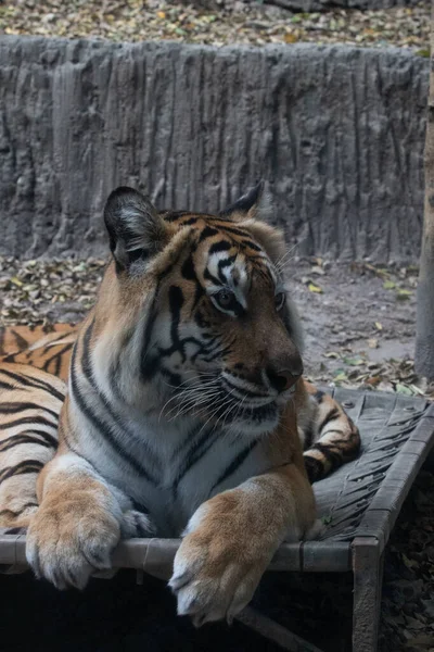 Close Indochinese Tiger Relaxing Ground — 图库照片