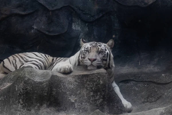 Beyaz kaplan yerde dinleniyor.