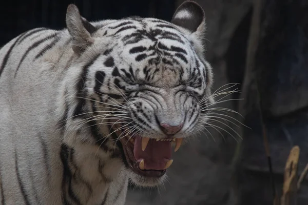 Funny Pose Sleeping White Tiger Yawning — 图库照片