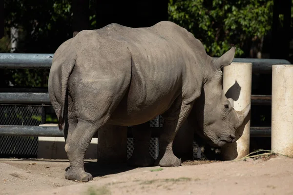 Fechar Rhinoceros Chão Imagens Royalty-Free