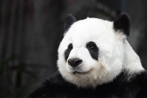 Zblízka Sweet Panda Thajsku Lin Hui — Stock fotografie