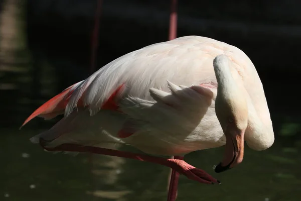 Close Beautiful Flamingos Relaxing Afternoon — Stockfoto