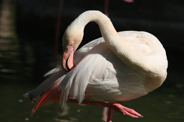 Close Beautiful Flamingos Relaxing Afternoon — Stockfoto