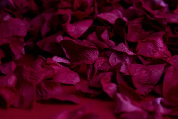 Fondo Rojo Con Pétalos Rosa Roja —  Fotos de Stock