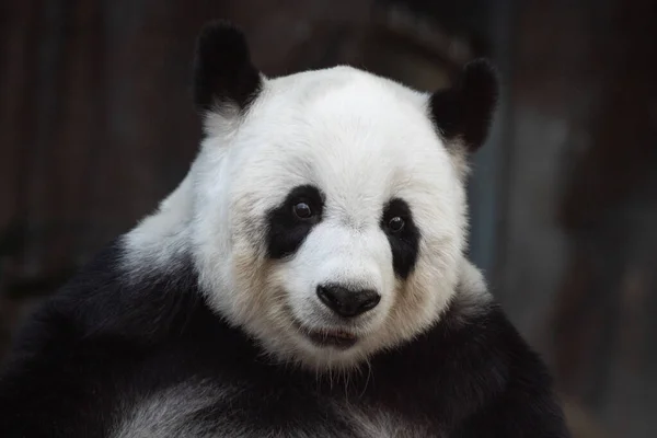 Close up Fluffy round face panda