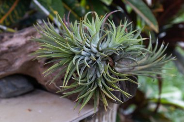 Close up beautiful red junglefowl (Gallus gallus)