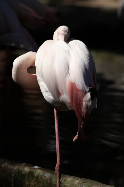 Beautiful Flamingo Bird Cleaning Her White Feather — Stockfoto