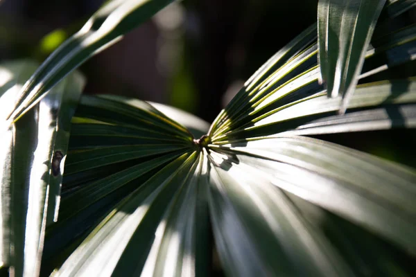Composition Shade Shadow Green Palm Leaf — стоковое фото